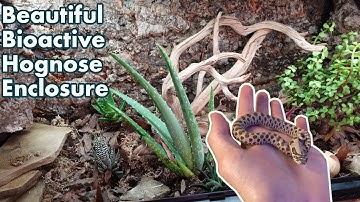 Building a Bioactive Plains Hognose Enclosure! | Awesome live plants, isopods & more