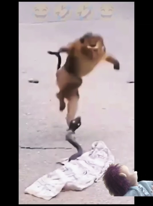 مقلب في قرد مضحك جدا 😂 #شورتس