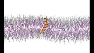 Folding of WALP peptide from coarse-grained simulations