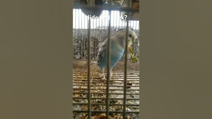 this bird is playing hide and seek