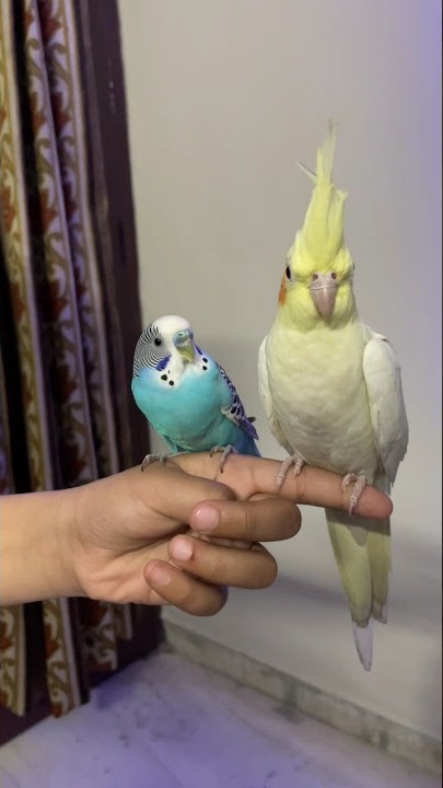 Unboxing of New Budgie Parrot #shorts #budgies #birds