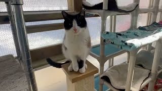Tour our Catio & Playground Areas! ☀️😻 #cat #playground #outdoors #love #straycats by Furball Farm Cat Sanctuary 2,178 views 2 months ago 1 minute, 51 seconds