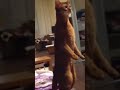 хахвхвххах сори за плохое качество это прост 2017 Funny Cute хахвхвххах сори за плохое качество это прост 2017 Funny Cute