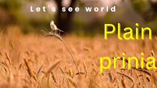 forest vibes!! Plain prinia