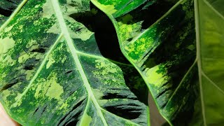 :  / 2024/... micholitziana 'Frydek', macrorrhiza black stem var., Dragon Scale var.