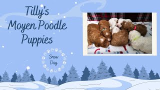 Tilly's Poodle Puppies Snow Day! by TN Valley Aussies & Doodles 103 views 3 months ago 1 minute, 48 seconds
