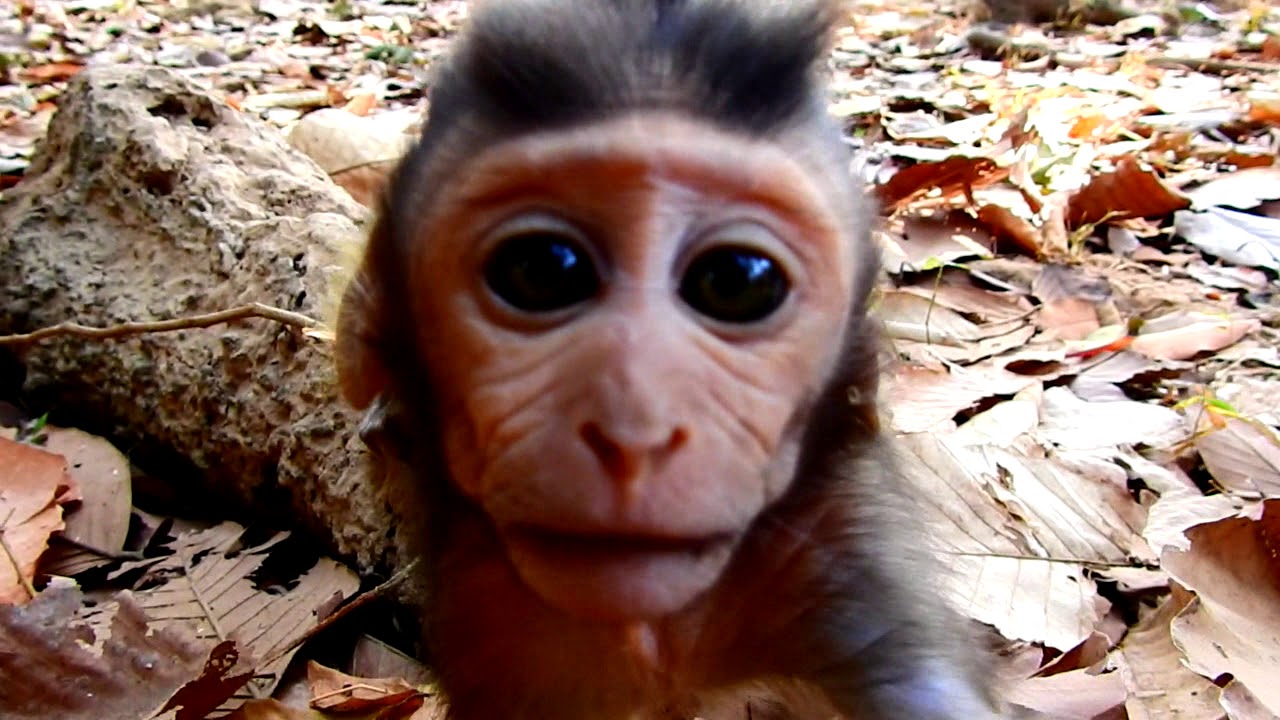 foundry Screaming Screaming Lovely Kid Monkey Julina she doesn't Want staying alone