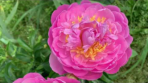 Paeonia GARDEN PARFAIT (Roy G. Klehm)