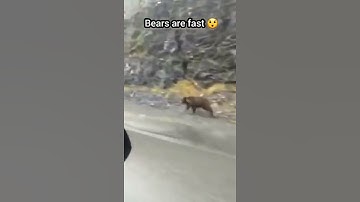 Grizzly Bear Running at Full Speed #shorts