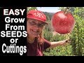 How To GROW a Pomegranate Tree From Seed or Cuttings SO EASY Eat Fruit Save Seed Plant in the Garden