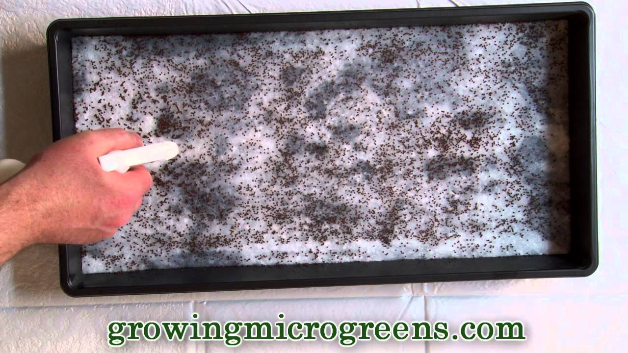 Growing Microgreens Hydroponic Method Part 1 Planting Micro
