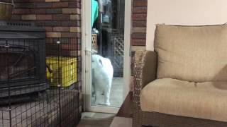 コツンと叩いて開けてのサイン greatpyrenees グレートピレニーズ