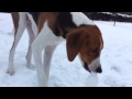 American foxhound の動画、YouTube動画。