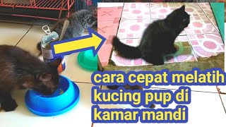 CARA CEPAT MELATIH KUCING BUANG AIR DI WC DALAM 12 HARI terbaru 2022  #kucingpersia #kucinglucu #cat