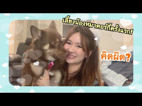EP1.First time Corgi owner แชร์ประสบการณ์เลี้ยงหมาพันธุ์คอร์กิครั้งแรก