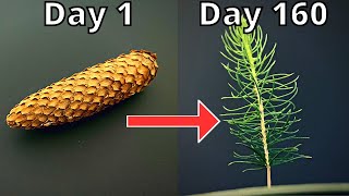 How To Grow Pine Tree From Pine Cone