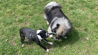 My Crazy Dogs Play Tug In Their Huge Yard! by Kumo and Sully 157 views 6 days ago 1 minute, 1 second