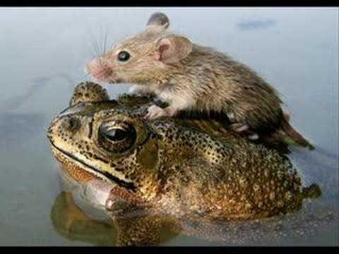 T (TIKUS-TIKUS HUMOR CLIP) T (TIKUS-TIKUS HUMOR CLIP)