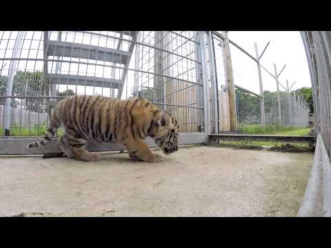 Yorkshire Wildlife Park Amur  Tiger Cubs   Take First Steps Outdoors