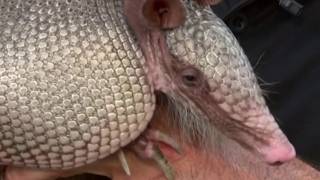 Florida reports 17 leprosy cases so far this year; doctors warn against handling armadillos