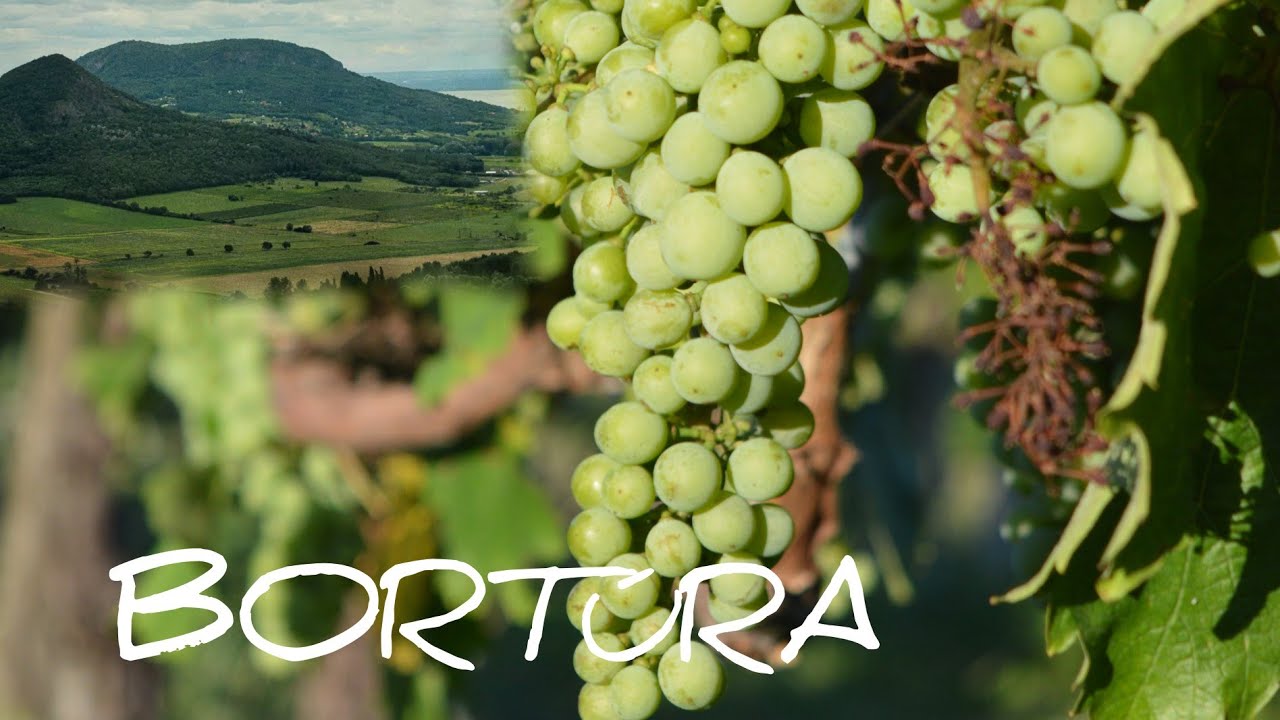 BORTÚRA a BADACSONYI HEGYEN | Kisfaludy kilátó |