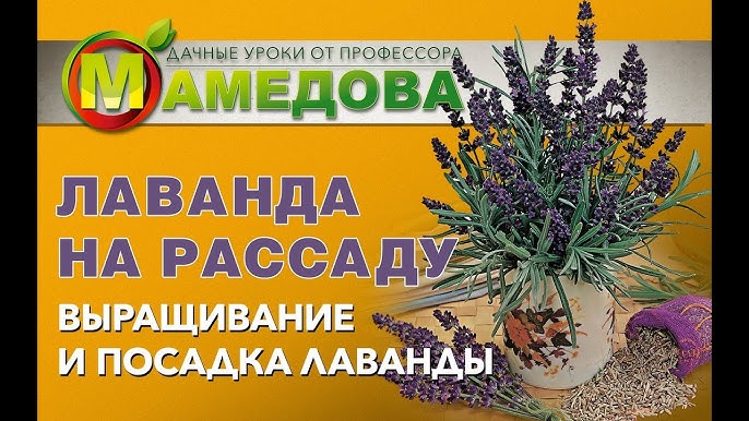 Выращивание вербаскума из семян и черенков | Сажаем Сад