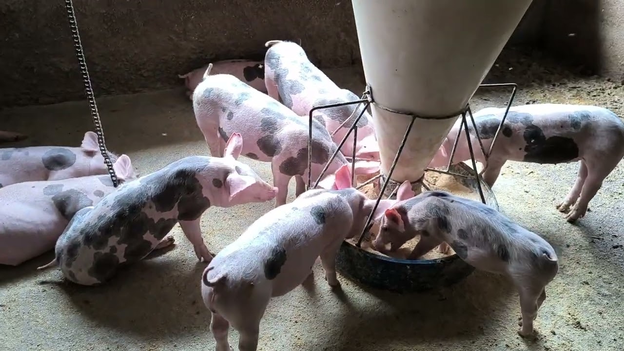 Qual o melhor cruzamento de suíno para engorda.#suinocultura 