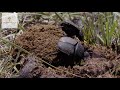 Dung Beetle|South African Safari