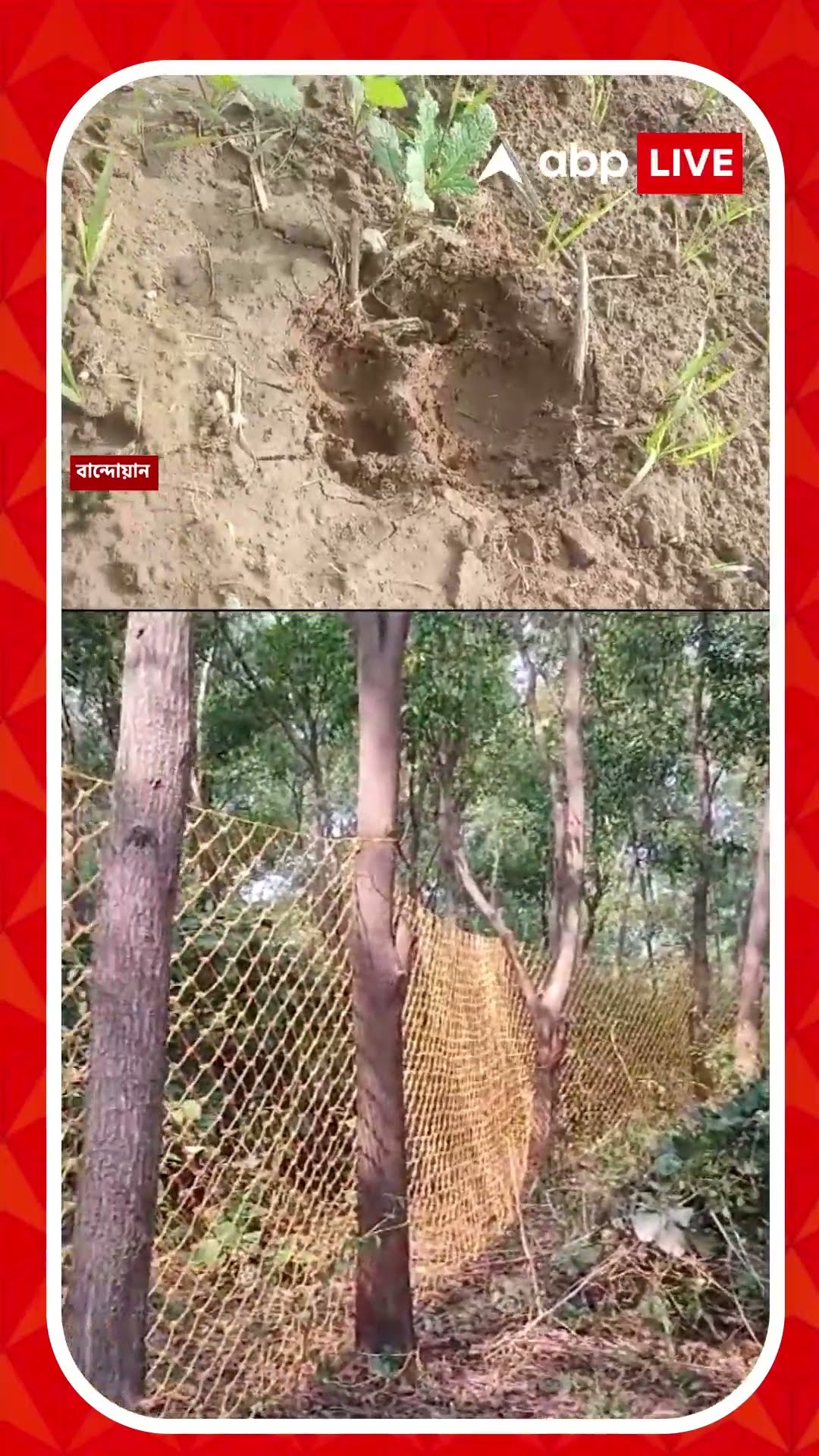 ফের ডেরাবদল বাঘিনীর, নাজেহাল বন-দফতর