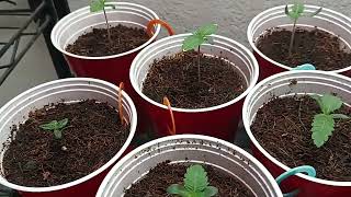 Day 12: Seed to Trees - Vegetative Juvenile Cannabis 