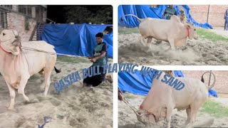 Hasha Bull Playing with Sand