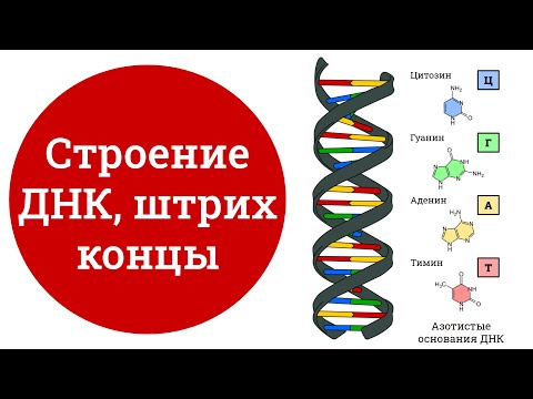 Строение ДНК, что такое штрих концы | биология