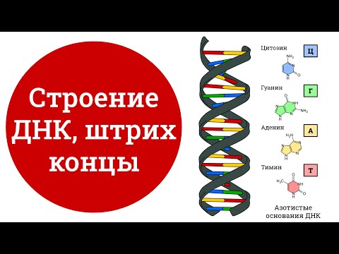 Видео: Как называется цепочка ДНК, которая транскрибируется?