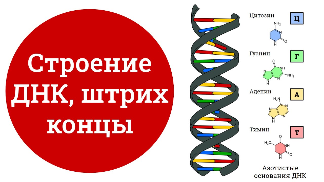 Концы днк и рнк. Строение ДНК. Строение ДНК концы. Строение ДНК 5 И 3 концы. Штрих концы ДНК.