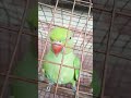 A Bitu And Biti Parrot Shortvideos A Bitu And Biti Parrot Shortvideos
