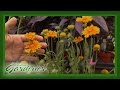 Drought Tolerant Plants | Volunteer Gardener