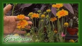 Best Perennials for a Sunny Garden - Sedum 'Autumn Joy'
