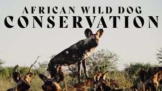 African Wild Dog Conservation | In the Field with Donal Boyd