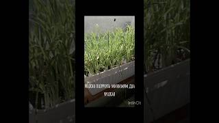 Зелёный лук круглый год на подоконнике. Как получить второй урожай #рассада #садогород #garden