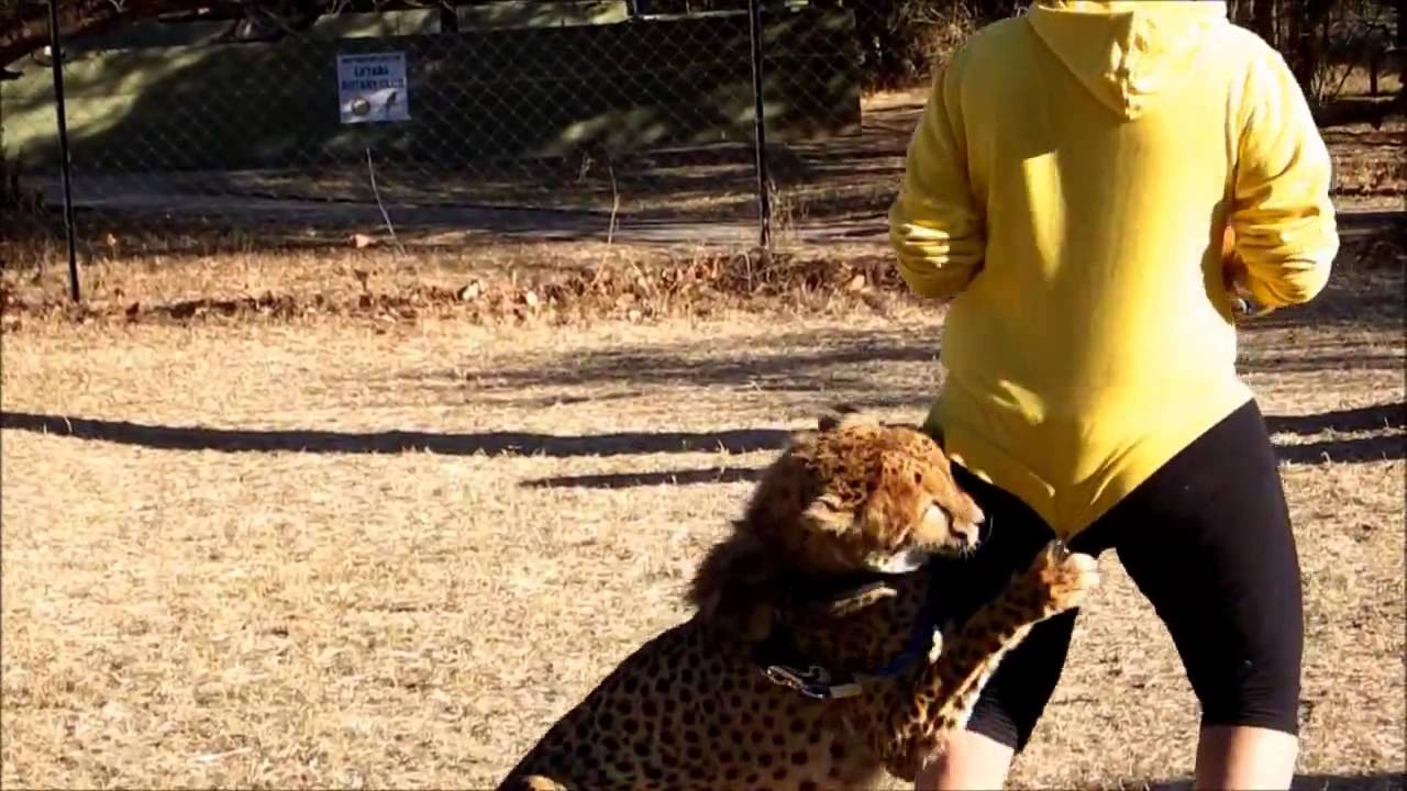 Cheetah Attacked Human caught at camera - YouTube
