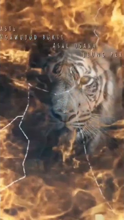 story wa macan putih prabu Siliwangi #macanputih #khodampusaka #khodammacan
