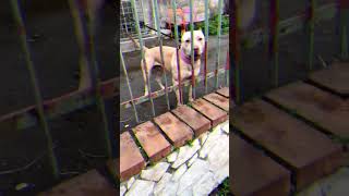 Aggressive Mode on || American Pit Bull Terrier ||