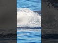 Whale Watching - Best places to travel Iceland #travel #iceland #icelandtravel #whalewatching #whale