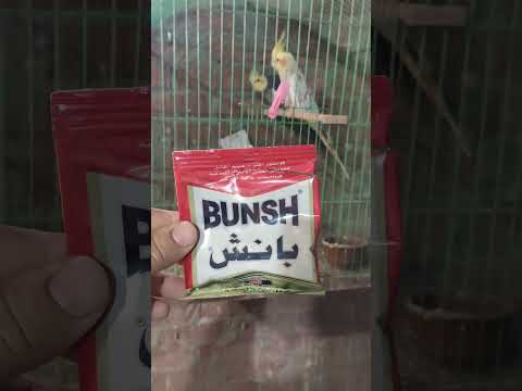 علاج العصافير الى قاطعه بيض الجزء الثانى فن تربية الحمام 