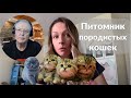 Интервью с заводчицей кошек породы Scottish Fold/Straight. Татьяна Аксенова. Tatiana Aksenova.