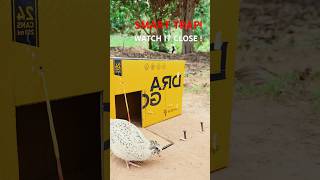 Amazing DIY Bird Trap Using Box & Sticks #bushcraftkit