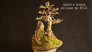Cách Dọn Một Cây Chuỗi Ngọc Thành Bonsai Giá Trị