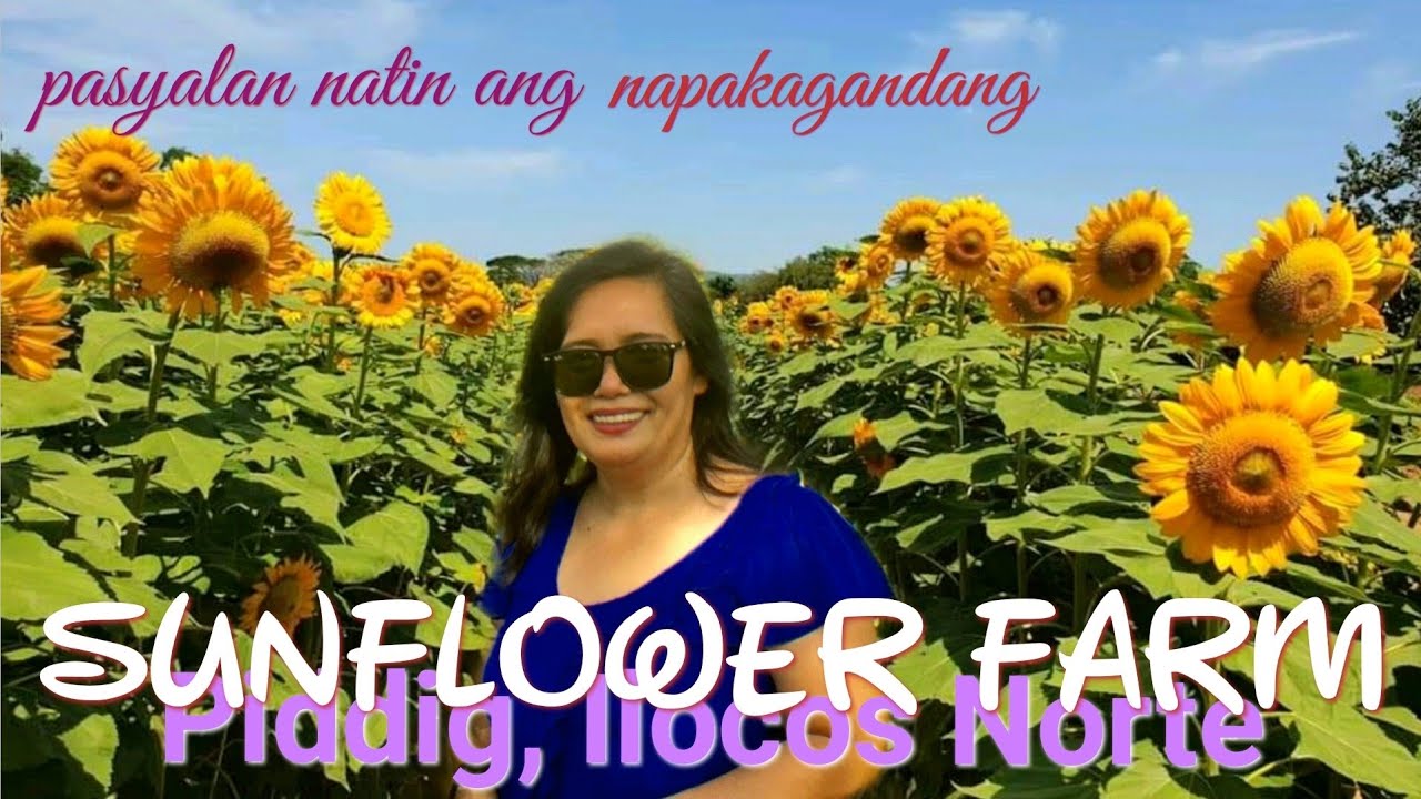 SUNFLOWER FARM at PIDDIG, ILOCOS NORTE - YouTube