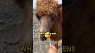Reacting to a Camel eating Lemon🍋 😂 Profile