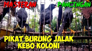 Pikat burung jalak Kebo Koloni, Masteran, Pancingan